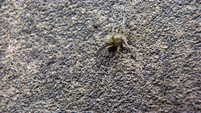 Although the expedition ends for many of our viewers when Okeanos returns to the dock, the work is just beginning for our science team. This munnopsid isopod was unidentified when we concluded the dive, but was identified by an isopod expert who was unable to participate in the dive live.