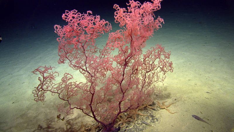 During a 2014 expedition on the Ocean Exploration Trust's ship, Nautilus, to areas just off the coast of the British Virgin Islands, the ship's ROV came across this large colony of black coral. Scientists aboard NOAA Ship Okeanos Explorer hope to see similar deep-sea corals when they explore the nearby Puerto Rico Trench in April. NOAA's Office of Ocean Exploration and Research funds about half of the nonprofit Ocean Exploration Trust's operating costs.