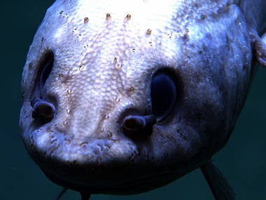 A close up of a grenadier investigating ROV Deep Discoverer.