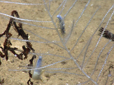 Early in the dive, ROV <em>Deep Discoverer</em> encountered these two polychaetes roaming a carnivorous sponge.