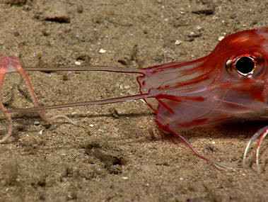 Seeing two deep sea animals interacting with each other is rare. What is particularly rare is when they behave the opposite of how we expect them to. As we approached this armored sea robin, a brittle star climbed on top. We were pretty sure that the fish would try to eat the brittle star, but as it turns out, it just wanted to dislodge the extra baggage. The brittle star then proceeded to climb on top of the sea robin two more times.