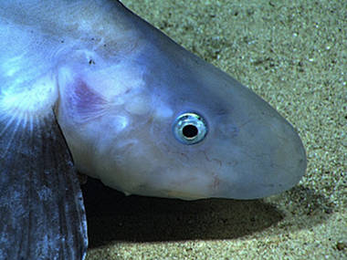 Potentially a new observation for Puerto Rico waters, this jellynose fish was observed at the end of our dive on Whiting Seamount at a depth of 545 meters.