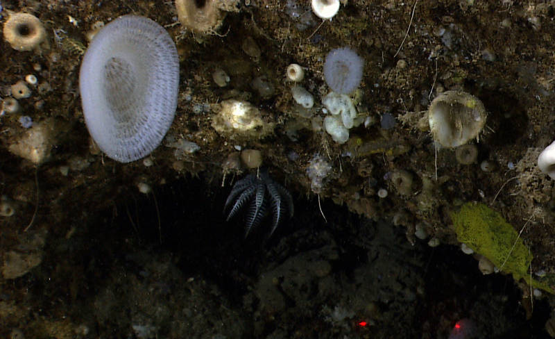 During our dive on Pichincho, we encountered a diversity of sponges and a few barnacle crinoids, seen here in the middle of the picture.