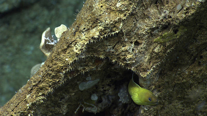 This sharktooth moray eel was spotted during Dive 03 in the Mona Passage.