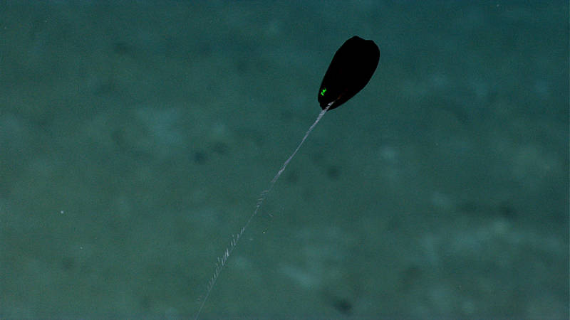 Black Ctenophore