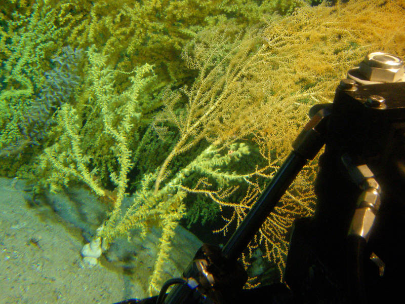 Gold coral (yellow) in the process of overgrowing a bamboo coral colony (orange) that it will eventually completely cover.