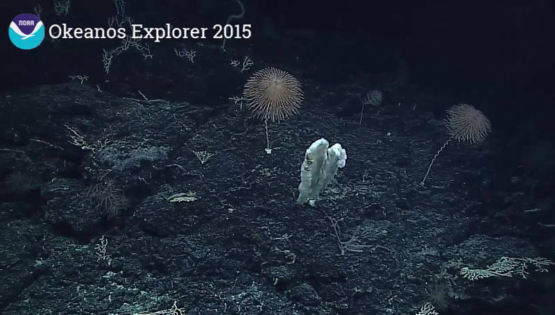 A lush garden of sponges, corals and whimsical Iridigorgia bella.