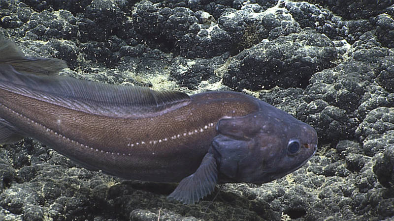 ROV Deep Discoverer filmed this Diplacanthopoma species between 3596 and 4528 feet (1096 and 1380 meters) on Bank 9, about 50 nautical miles south of Pearl and Hermes Atoll in the Papahānaumokuākea Marine National Monument. The two-part lateral-line (white dots on the body), the absence of scales on the head, and the flap above the gill cover are characteristics of the genus. Though this individual had the color of the specimen that Gosline identified as Diplacanthopoma riversandersoni, that identification will need to be reevaluated if Hawaiian specimens of Diplacanthopoma are collected. Ichthyologists need to review and determine the number of species in the genus, as well as their geographic distributions, before we can get accurate identifications.