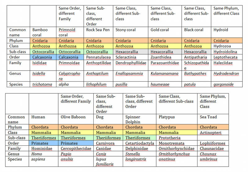 A Chart to illustrate the taxonomic classification levels of some deep-sea corals as compared to mammals.  In each table shared color indicates belonging to the same taxonomic group.