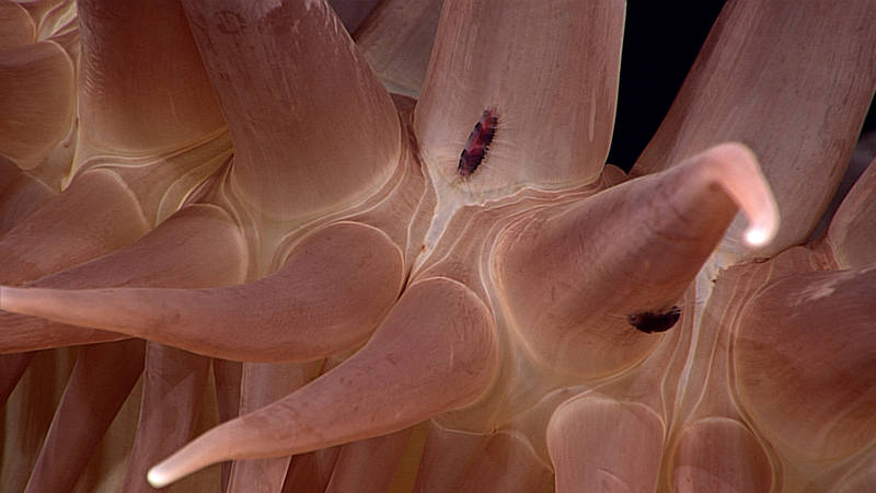 We encountered a large anemone with a number of small polychaete worms roaming over the tentacles.