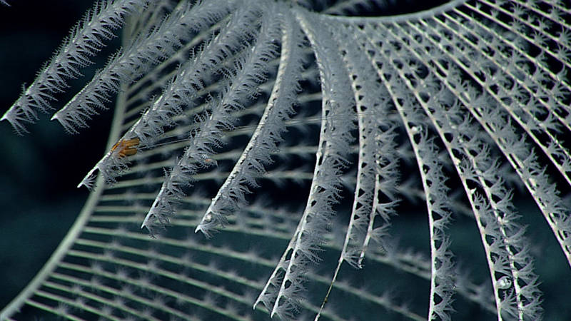 A very small benthic ctenophore rested on a Iridogorgia (coral) at Twin Cones.