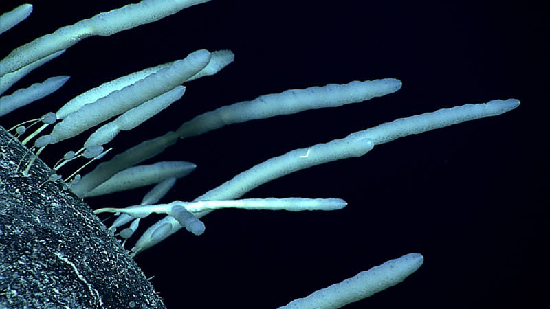 A group of stalked sponges, including some very small recent recruits, at Karin Ridge help give our science team a better idea of the life history of this organism.