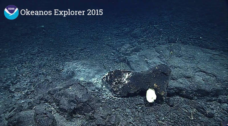 Photograph taken from the NOAA Okeanos Explorer dives of basaltic seamount ‘Karin Ridge’ adjacent to the Hawaiian Islands (~160km SW of the islands). The hard substrate is made up of pillowed lava flows of encrusted manganese basaltic rock with what is thought to be microbial activity mixed with a sediment deposition matrix that rests on top of the rock. The gross morphology suggests this feature to be a lava tube that may have occurred during the formation of this seamount and was later extruded from its original position. A sponge (possible glass sponge) has attached itself to the lava tube. Light colored areas indicate areas of sediment deposit and/or microbial activity.