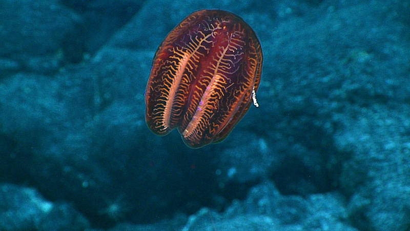 This unidentified ctenophore was observed during Dive 09 at South Karin Ride.