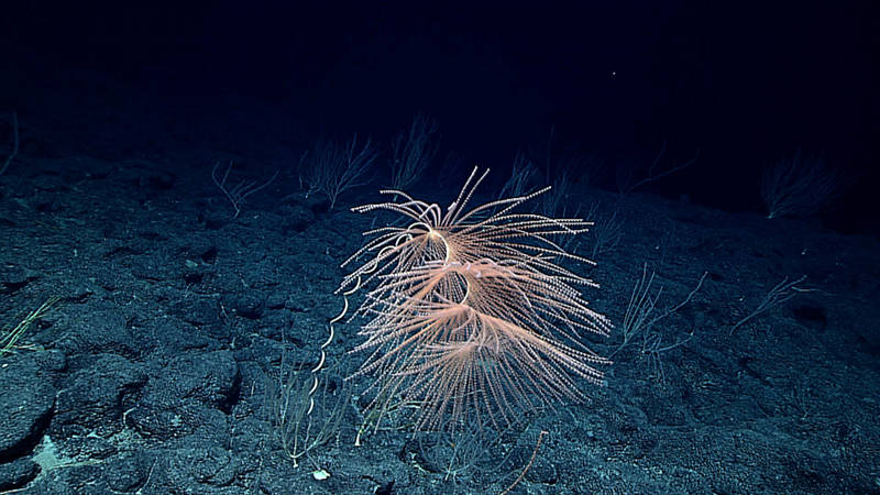 A particularly large, and likely very old, colony of Iridogorgia, with several colonies of other octocorals in the background, was imaged at Mid Karin Ridge.