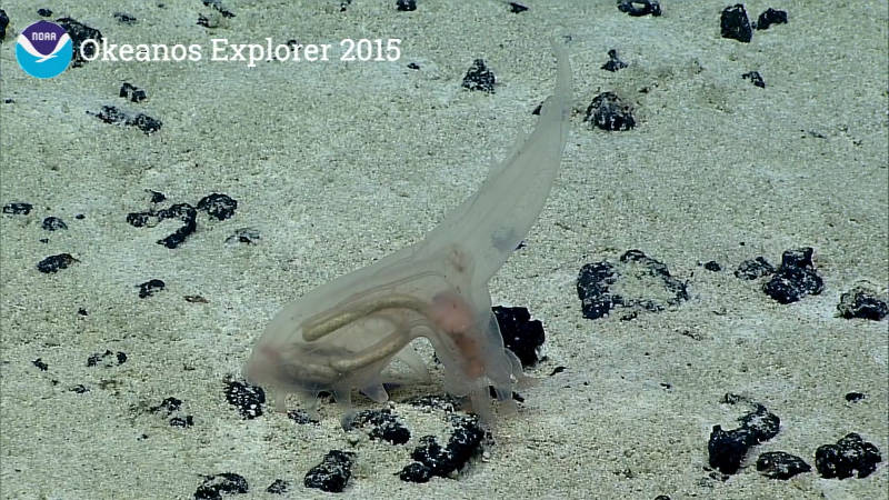 If you look closely you can see the intestinal track of this sea cucumber. Here it is using its adapted feet to bring food-filled sediment to its mouth.