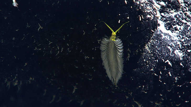 An unusual polychaete documented during our dive at Deep Twin Ridge.