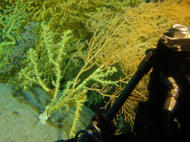 Gold coral (yellow) in the process of overgrowing a bamboo coral colony (orange) that it will eventually completely cover.