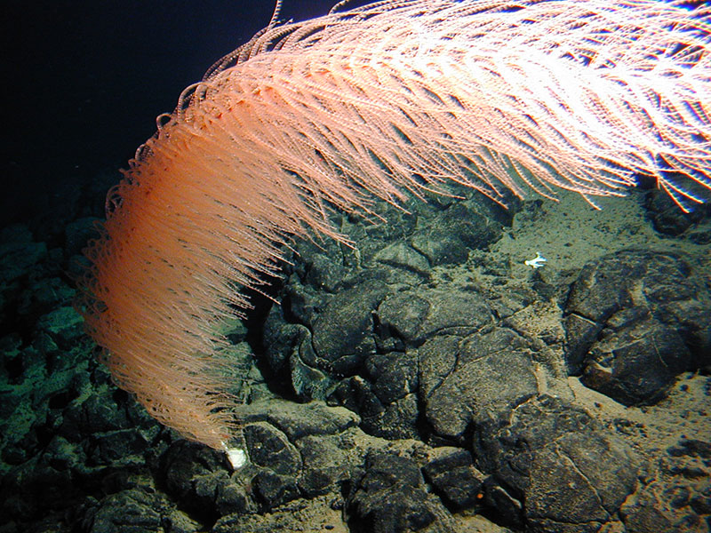 A Hawaiian species of gorgonian called Rhodaniridogorgia bending in the current.