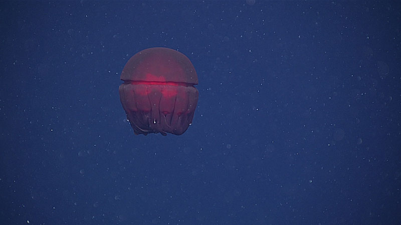 This coronate jelly was seen north of Pioneer Bank in the Papahānaumokuākea Marine National Monument.