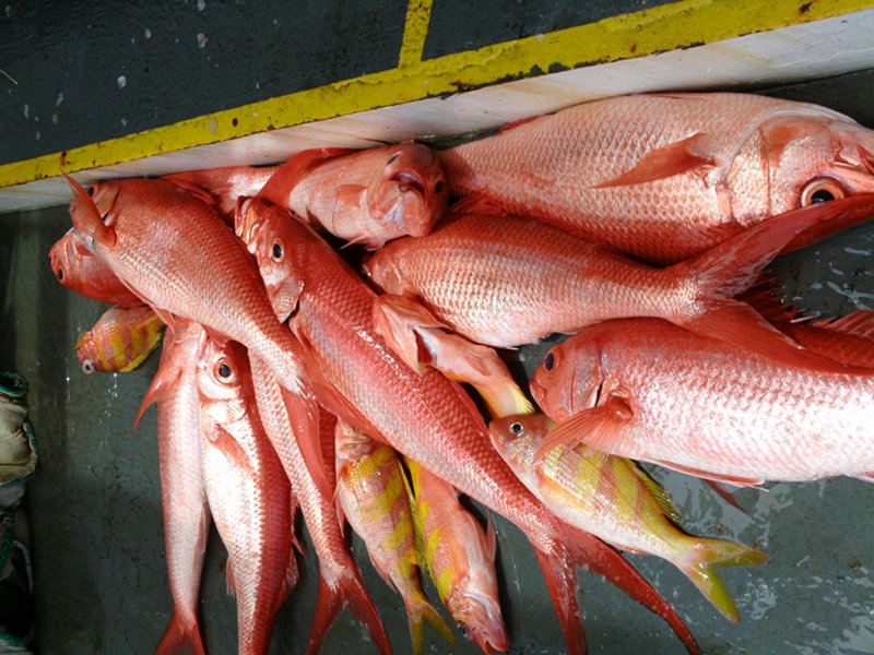 The Bottom Fishery in the Mariana Islands