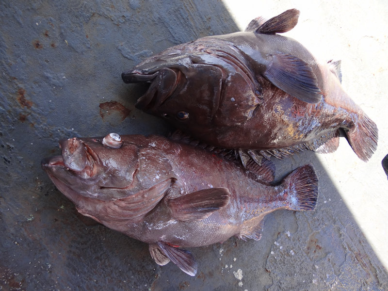 The Eight-banded Grouper, Hyporthodus octofasciatus.