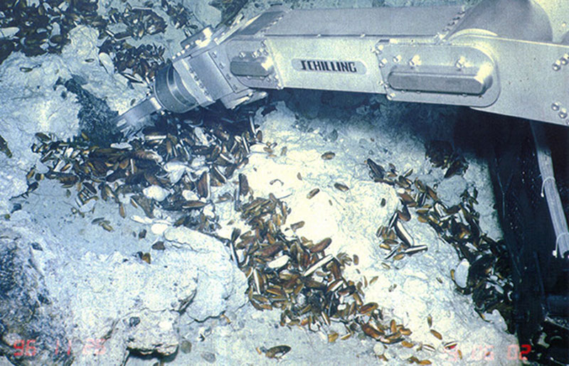 Seafloor photo of the summit area of South Chamorro Seamount showing the Shilling manipulator arm of the JAMSTEC Shinkai 6500 submersible reaching to sample mussels at a seep site.  Also in the frame are gastropods, tubeworms, and a crab.  Photo credit JAMSTEC Shinkai 6500 submersible.