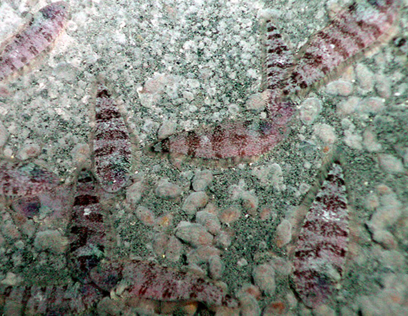 Flatfish scurry over a sedimented slope near the sulfur pond at Daikoku.