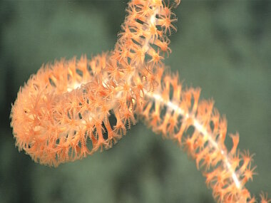 A Lepidisis coral imaged shortly before collecting it for further analysis. 