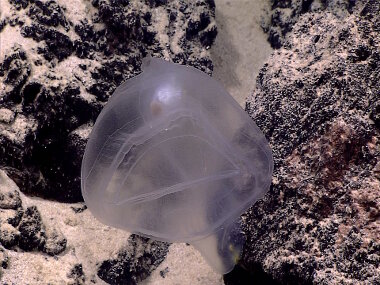 The predatory tunicate Megalodicopia sp.