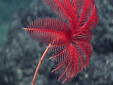 A beautiful stalked crinoid, likely Proisocrinus ruberrimus.