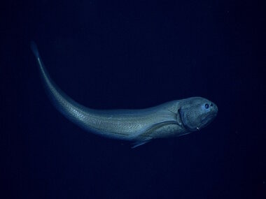 Cusk eel in the family Ophidiidae. This is in the genus Eretmichthys and may be the species E. pinnatus.