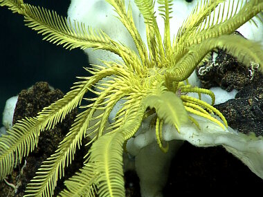 This crinoid rests on a white, ribbon-like sponge which was one of the dominant species documented during Dive 01 of Leg 3. When the vehicles first arrived on the seafloor, nearly every local topographic high had this type of sponge growing on it. 