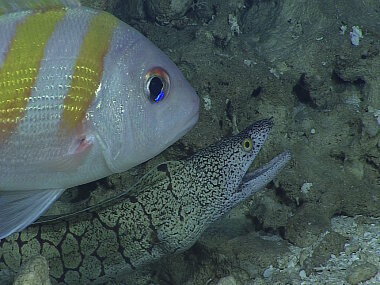 An oblique-banded snapper (Pristipomoides zonatus) and moray eel (Gymnothorax berndti). 