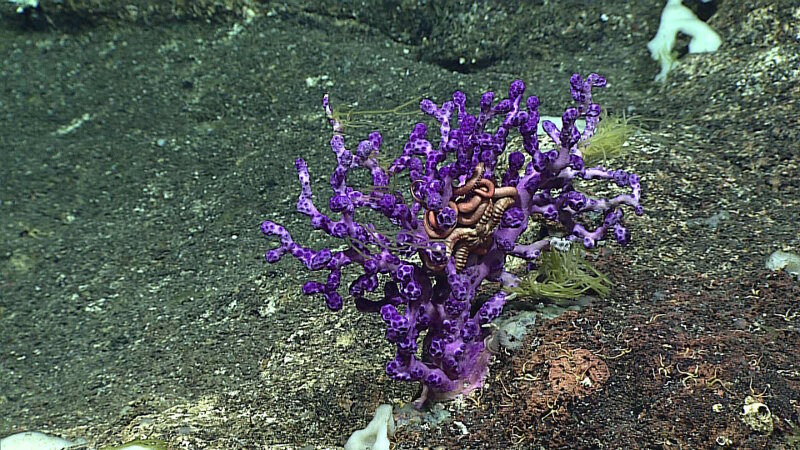 This coral and brittle star were seen on Dive 1 at Farallon de Medinilla (FDM).The green filamentous material hanging off of the coral is hypothesized to be algae that has drifted down from the sea surface.