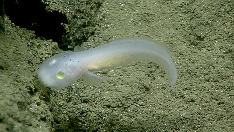 This fish, of the family Aphyonidae, had never before been seen alive. In situ observations like this are critical to understanding an organism’s life and we now have the first evidence of where these fish live!