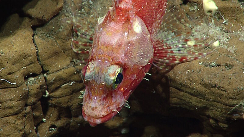 Scorpion fish were fairly common observations throughout the third leg of the Deepwater Exploration of the Marianas expedition. This one was observed on Dive 6 on Supply Reef.