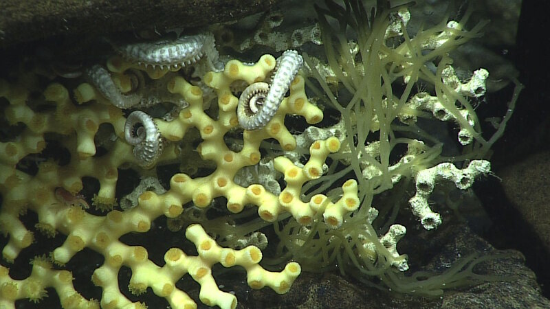 Spinach spaghetti? Spiralized zucchini? Maybe green algae from up slope, here, attached to coral.