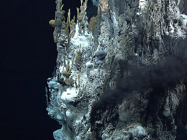 Image of actively venting hydrothermal vent chimney shrouded in black smoke and covered with vent animals.