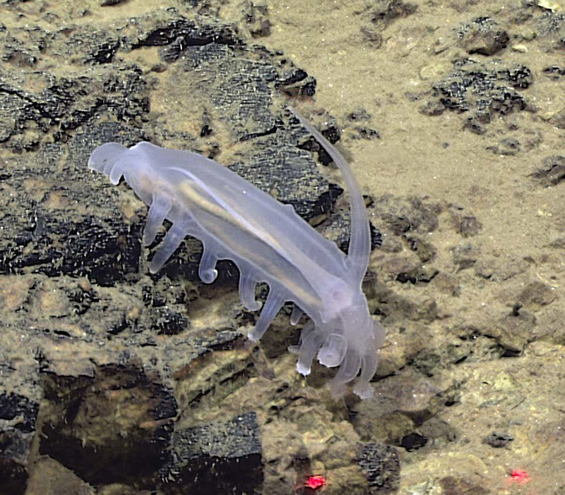 Translucent seapig with long antennae-like projections. We are unsure if this is in the genus Amperima or Peniagone.