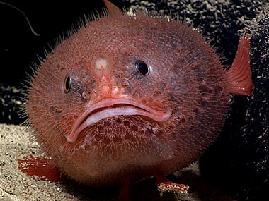 A sea toad hanging out, waiting for its next meal to swim by.