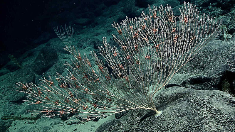 More than two dozen ophiacanthid brittle stars cling to the branches of a primnoid octocoral colony on “Lafayette Guyot.” These brittle stars are thought to be suspension feeding—grabbing their food from the water column rather than feeding directly on the coral.