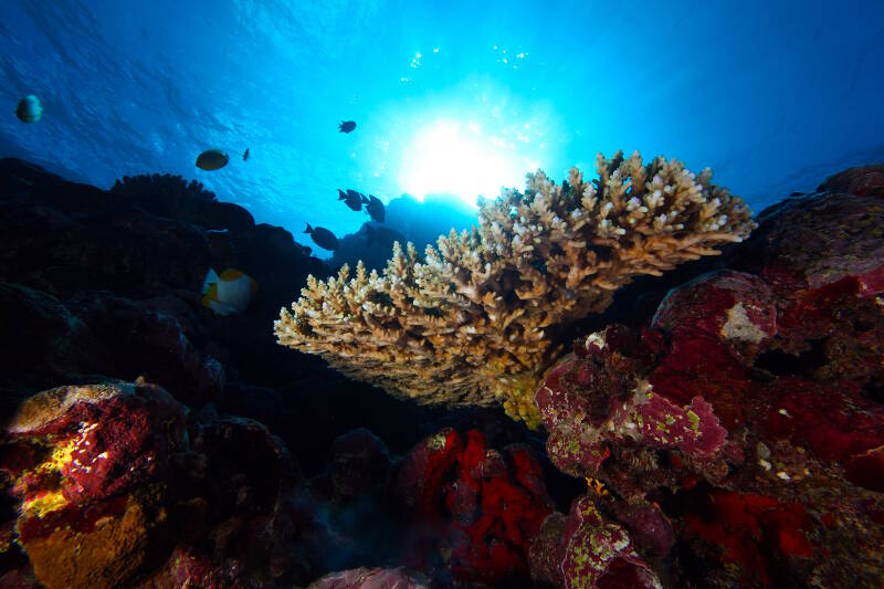 National Marine Sanctuary of American Samoa and Rose Atoll Marine National Monument