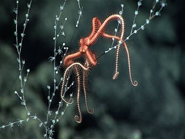 A chrysogorgiid octocoral seen with an ophiuroid brittle star associate on bare coral skeleton, which is very unusual as brittle stars are usually associated with healthy coral tissue.