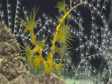 Yellow zoanthids colonizing the base of a dead golden octocoral skeleton. Several living colonies of golden octocorals in the background.