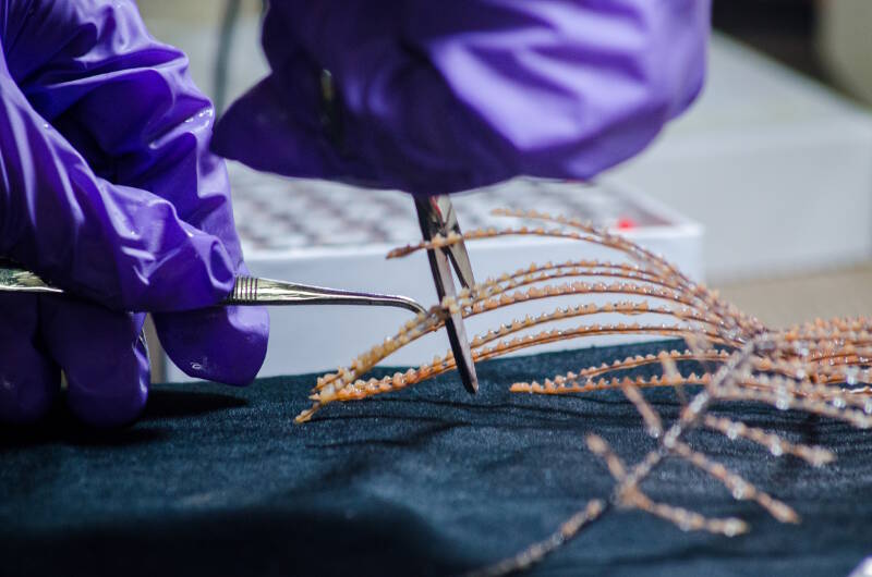 A small piece of coral is then clipped and placed in a vial with a preservative for later genomic analysis.