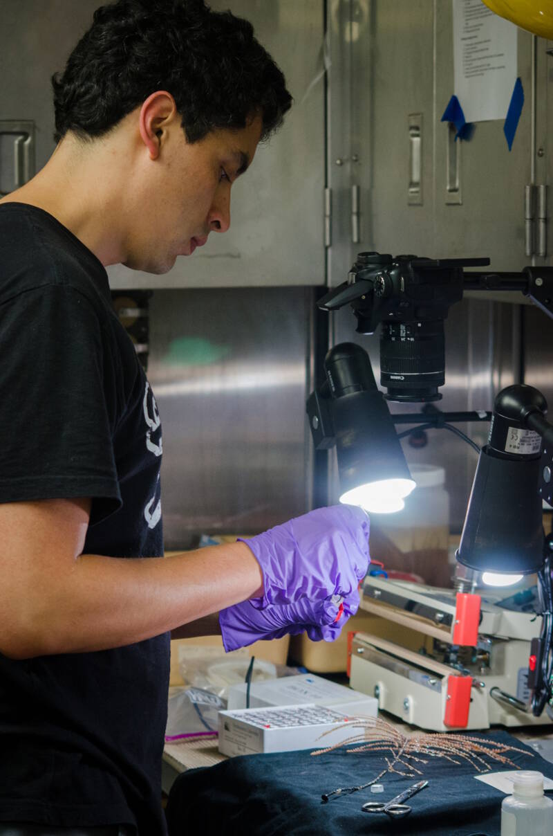 Once in the wetlab, the coral is photographed and given a preliminary identification.