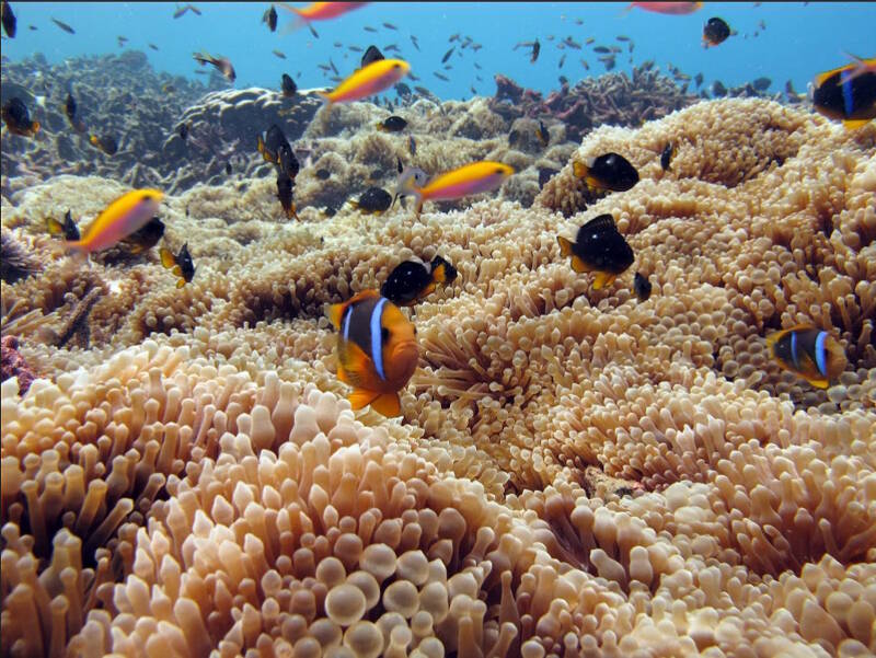 Anemone and clown fish at Baker Island.