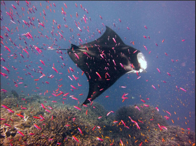 Manta ray at Baker Island.