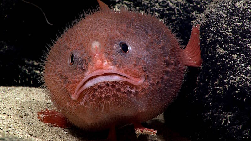 Pacific Islands Marine National Monument Management